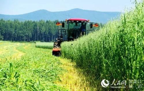 黑龙江农场爆料事件最新,揭露背后惊人真相  第1张